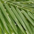 Umělá palmová ratolest, umělá rostlina do aranžmá, 90 cm | Floristik24.cz