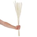 Sušené květiny pampové trávy bělené 70 cm 15 ks | Floristik24.cz