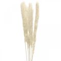 Floristik24 Krém ze sušené pampové trávy na sušenou kytici 65-75cm 6ks
