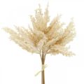 Floristik24 Umělá pampová tráva krémová suché květinářství 35cm 4ks