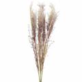 Floristik24 Pampas grass créme, fialka Umělé sušené květiny 3ks
