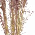 Floristik24 Pampas grass créme, fialka Umělé sušené květiny 3ks