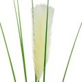 Floristik24 Listy trávy pampové krémově zelené V100cm