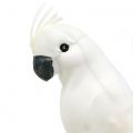 Floristik24 Papoušci s peřím bílý Umělý dekorativní ptáček kakadu 4ks