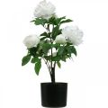 Floristik24 Paeonia umělá, pivoňka v květináči, dekorativní rostlina bílé květy V57cm
