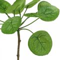 Floristik24 Peperomia Umělá zelená rostlina s listy 30cm