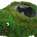 Floristik24 Sázecí žába s mechovou zelenou 35 × 25 cm V21 cm