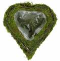 Floristik24 Rostlina srdce liána, mech 22 cm x 20 cm V7 cm