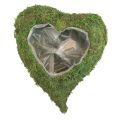Floristik24 Rostlinné srdce mechově zelená miska na rostliny srdce 20x20x5,5cm