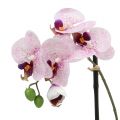 Floristik24 Umělý Phalaenopsis fialovo-bílý v misce H38cm