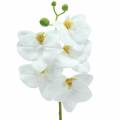 Floristik24 Umělá větev orchideje Phaelaenopsis White H49cm