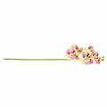 Floristik24 Umělá větev orchideje Phaelaenopsis Green Pink H49cm