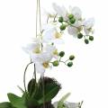 Floristik24 Orchidej s kapradím a mechovými koulemi umělé bílé závěsné 64cm