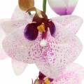 Floristik24 Umělá orchidej Phaleanopsis White, Fialová 43cm