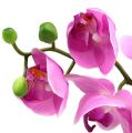Floristik24 Orchidej Phalaenopsis růžová 77cm