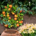 Umělý věnec z Physalis, oranžový a zelený, Ø28cm, podzimní dekorace | Floristik24.cz
