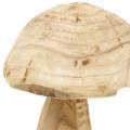 Floristik24 Dřevo houba paulovnie Ø16cm V18cm