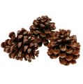 Floristik24 Pinus Pinea střední 10/14cm přírodní 50p