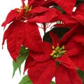 Floristik24 Umělá vánoční hvězda červená Umělé květiny v květináči V53cm