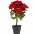 Floristik24 Umělá vánoční hvězda červená Umělé květiny v květináči V53cm