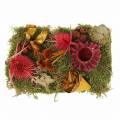 Floristik24 Suchá floristická směs se šiškami a mechovou červenou 150g podzimní dekorací