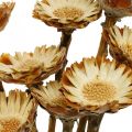 Floristik24 Protea Compacta Rosette přírodní sušený květ cukrový keř 8ks