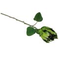 Floristik24 Protea Zelená Červená Umělá květina Umělá větev L65cm Ø5,5cm