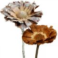 Floristik24 Exotický mix Protea Rosette přírodní, bílý praný sušený květ 9ks