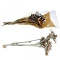 Floristik24 Exotický mix Protea Rosette přírodní, bílý praný sušený květ 9ks
