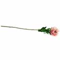 Floristik24 Protea umělá růžová 73 cm