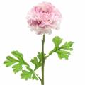 Floristik24 Ranunculus lila V45 cm