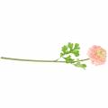 Floristik24 Ranunculus růžový V45cm