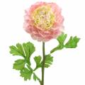 Floristik24 Ranunculus růžový V45cm