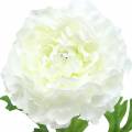 Floristik24 Ranunculus bílý H45cm