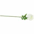 Floristik24 Ranunculus bílý H45cm
