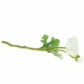 Floristik24 Umělá květina pryskyřník s květem a poupatem bílý H34cm