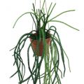 Floristik24 Rhipsalis umělý korálový kaktusový závěsný koš H87cm