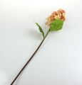 Floristik24 Panicle hortenzie v korálech, krémová 74cm