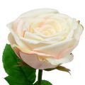 Floristik24 Krémová umělá růže 69cm