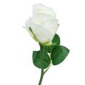 Floristik24 Růže bílá Ø6cm L30cm 6ks