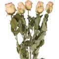 Floristik24 Dekorativní růže, sušený květ, sušené růže, Valentýn, pohřební květiny, rustikální růže žlutorůžové L48cm 5ks