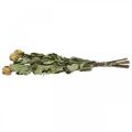 Floristik24 Sušená květinová růže, Valentýn, sušená květinářství, rustikální dekorativní růže žlutofialová L45-50cm 5ks