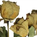 Floristik24 Sušená květinová růže, Valentýn, sušená květinářství, rustikální dekorativní růže žlutofialová L45-50cm 5ks