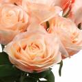 Floristik24 Umělá růže kytice meruňka 8ks