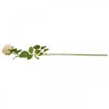 Floristik24 Barva růže krémová, květ hedvábí, umělá růže L74cm Ø7cm