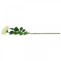 Floristik24 Umělá růže, dekorativní růže, hedvábný květ krémově bílá, zelená L72cm Ø12cm