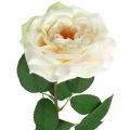 Floristik24 Krémově bílá meruňková růže, hedvábný květ, umělé růže L72cm Ø12cm