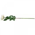 Floristik24 Krémově bílá meruňková růže, hedvábný květ, umělé růže L72cm Ø12cm