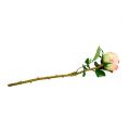 Floristik24 Umělá růže krémově růžová Ø9cm L45cm 1ks