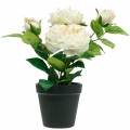 Floristik24 Pivoňka v květináči, romantická dekorativní růže, krémově bílý hedvábný květ